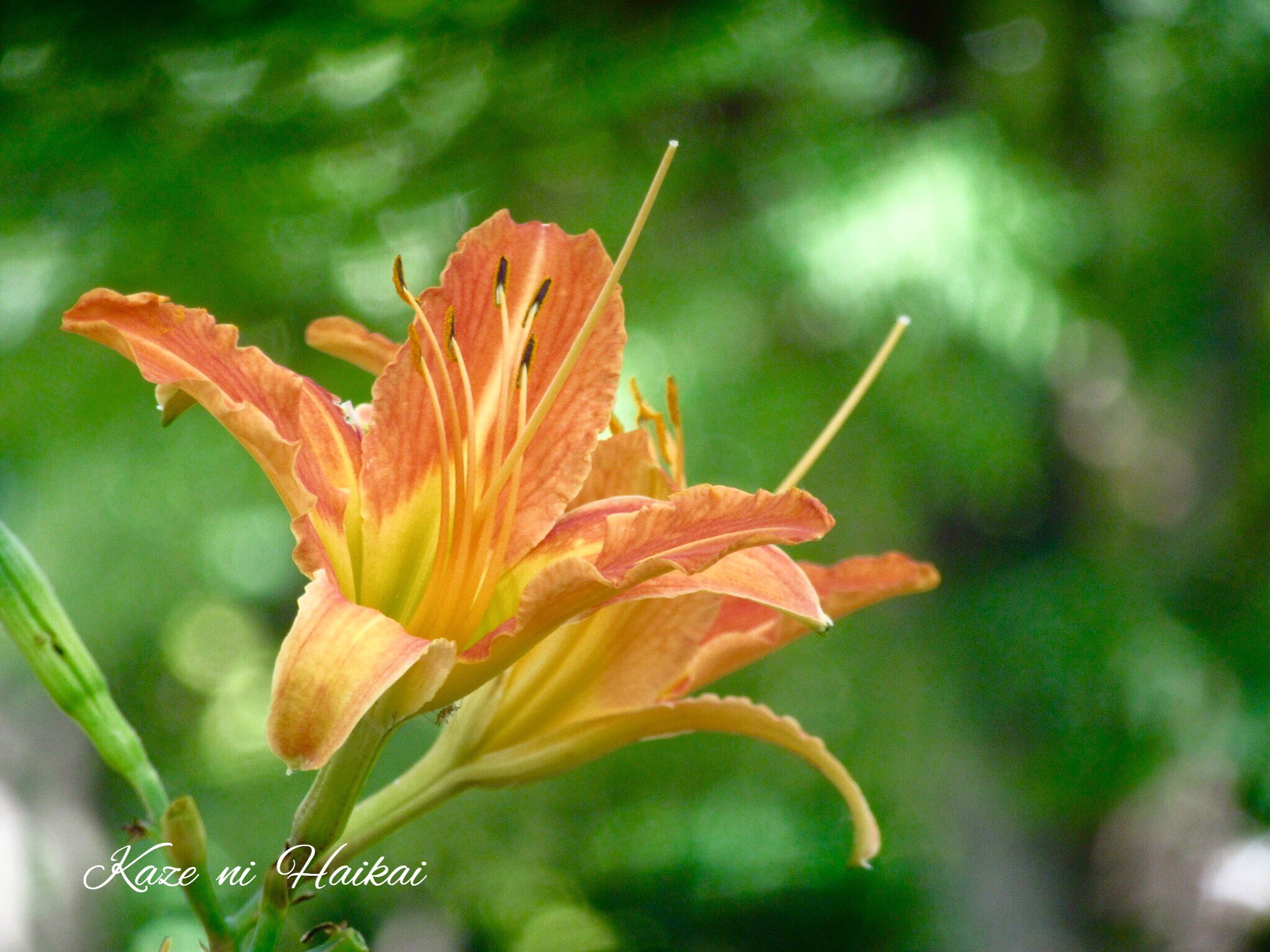 風に徘徊 多忙 気まぐれ浮上 別名の 忘草 ﾜｽﾚｸﾞｻ は 憂いを忘れさせてくれる程美しい花という意味らしい 数日前まで緑一色だったここの風景が 情緒 風情 などといった奥行きのある日本語の似合う場所に変わっていました ノカンゾウ 野