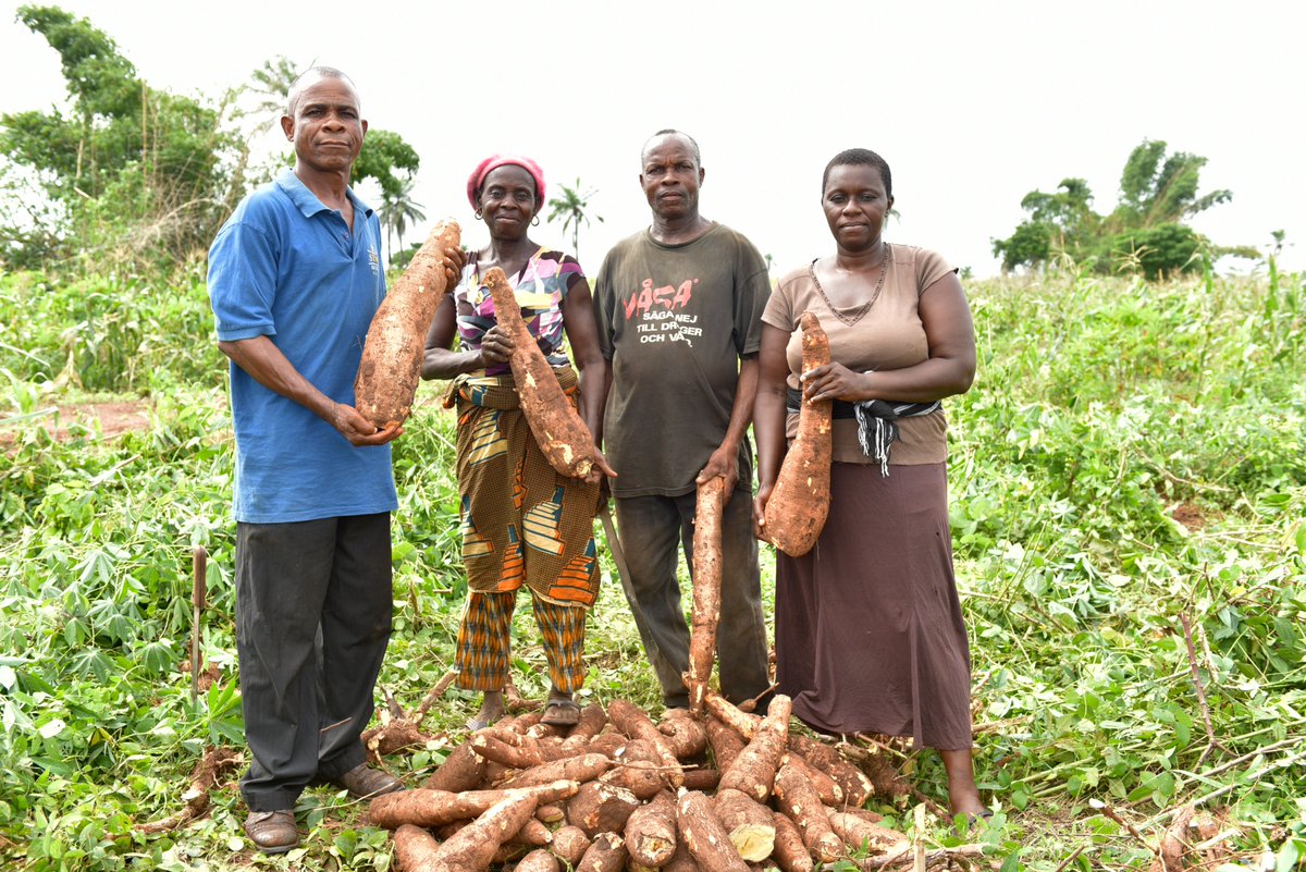 PINDFoundation's tweet photo. Hey #CassavaFarmers. Do you know we have a best agronomic practices manual to improve the quality &amp; quantity of your yield? Follow 👇🏿 thread https://t.co/KDbCGu6W62