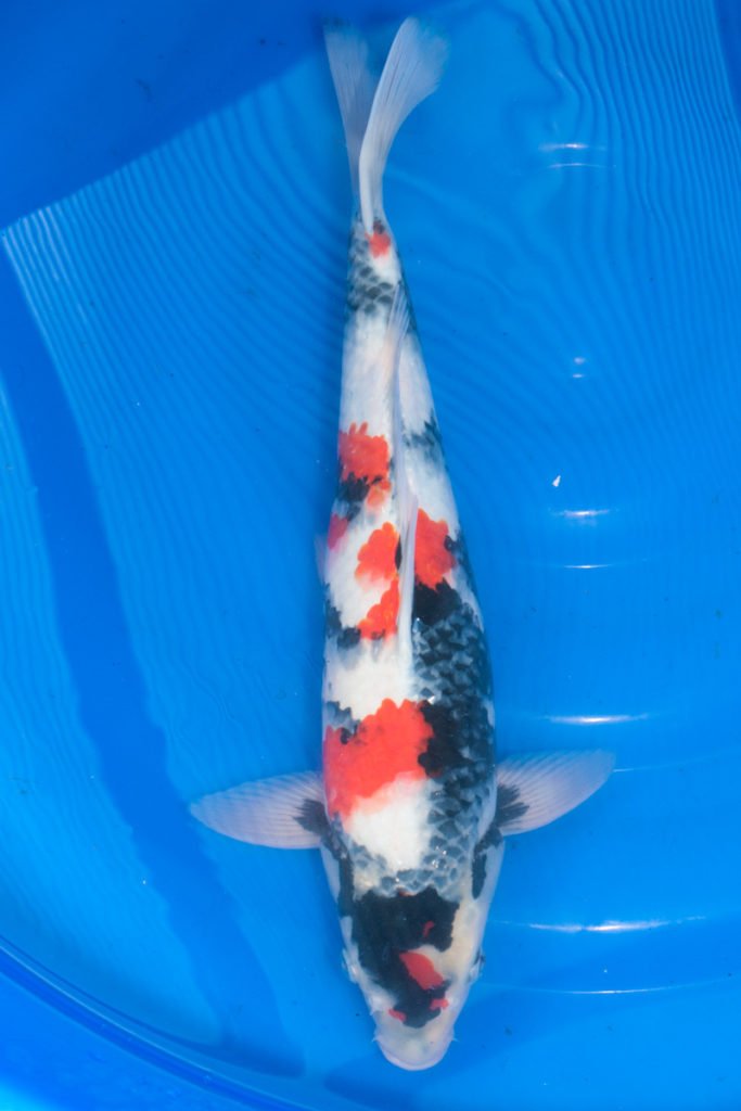 Showa mit schönem Kopfmuster! - koi-kontor.de/koiblog/showa-…