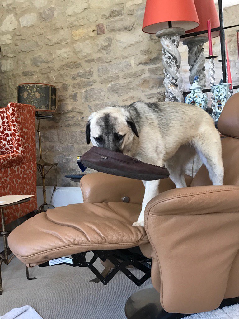CMEPhillips's tweet photo. When daddys away and youre bored #hischair #hisslipper https://t.co/FjmxfQzOOq