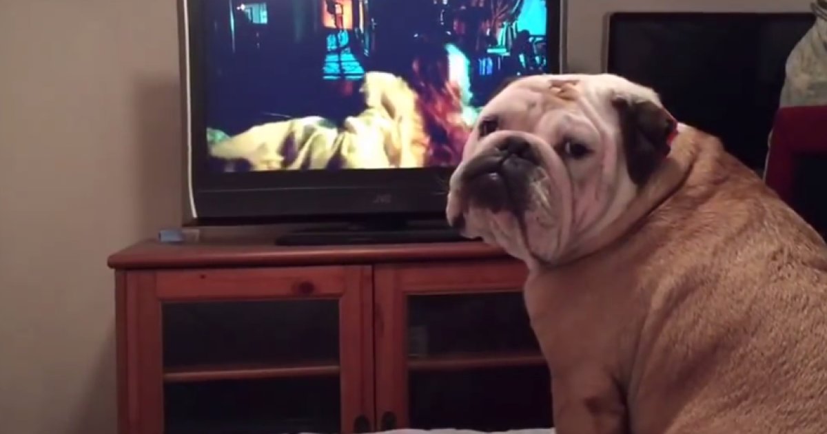 Resultado de imagen para bulldog barks