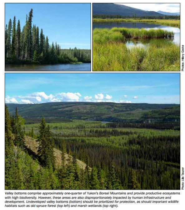 WCS_Canada's tweet photo. Study highlights the urgent need to prioritize valley bottoms for #conservation in #Yukon's boreal #mountains https://t.co/WTPCYNuecq https://t.co/LmBY6QxLJZ
