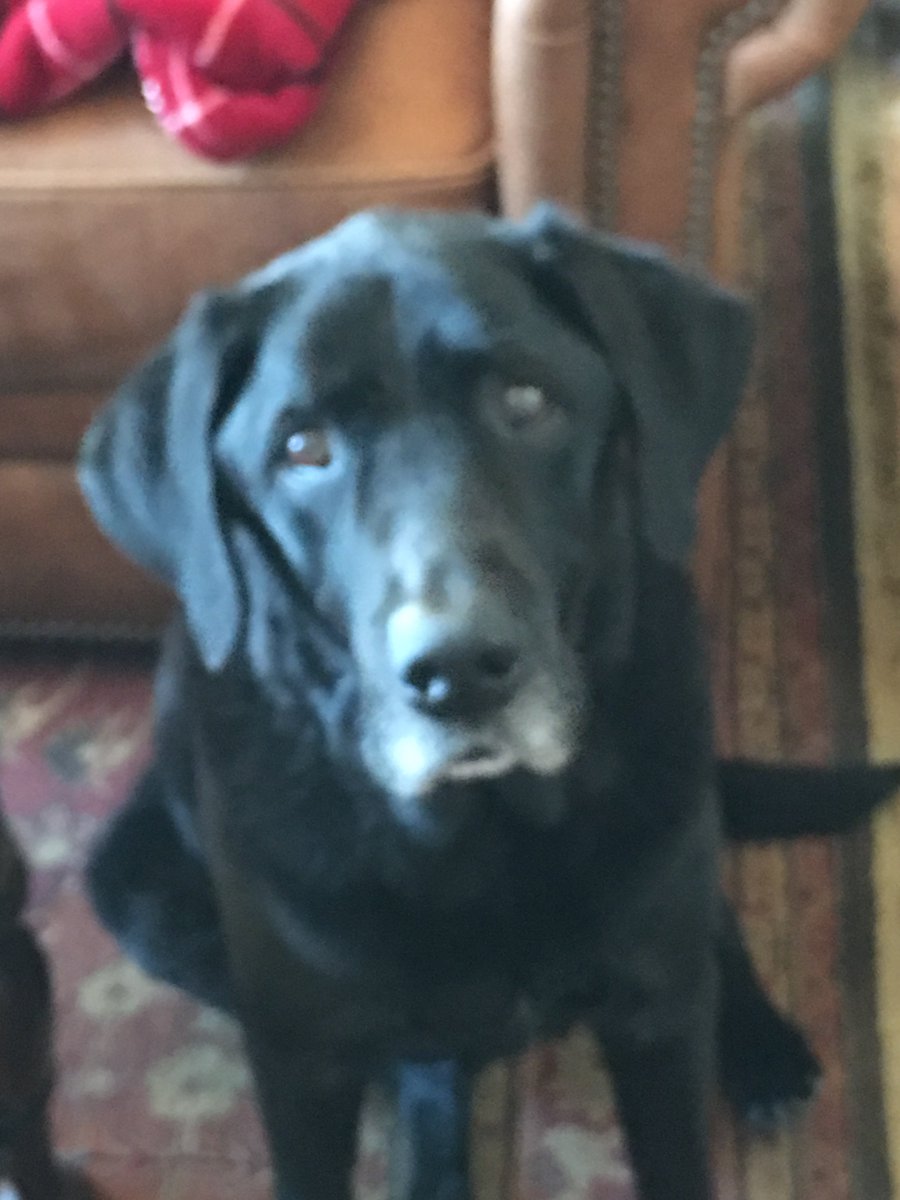 SoClaireMacD's tweet photo. I would like to sleep past 5 a.m. at least one #morning each #week." The #dogs looked at me & #wagged their tails #sleepdeprived #tired https://t.co/VY4ksGayrv
