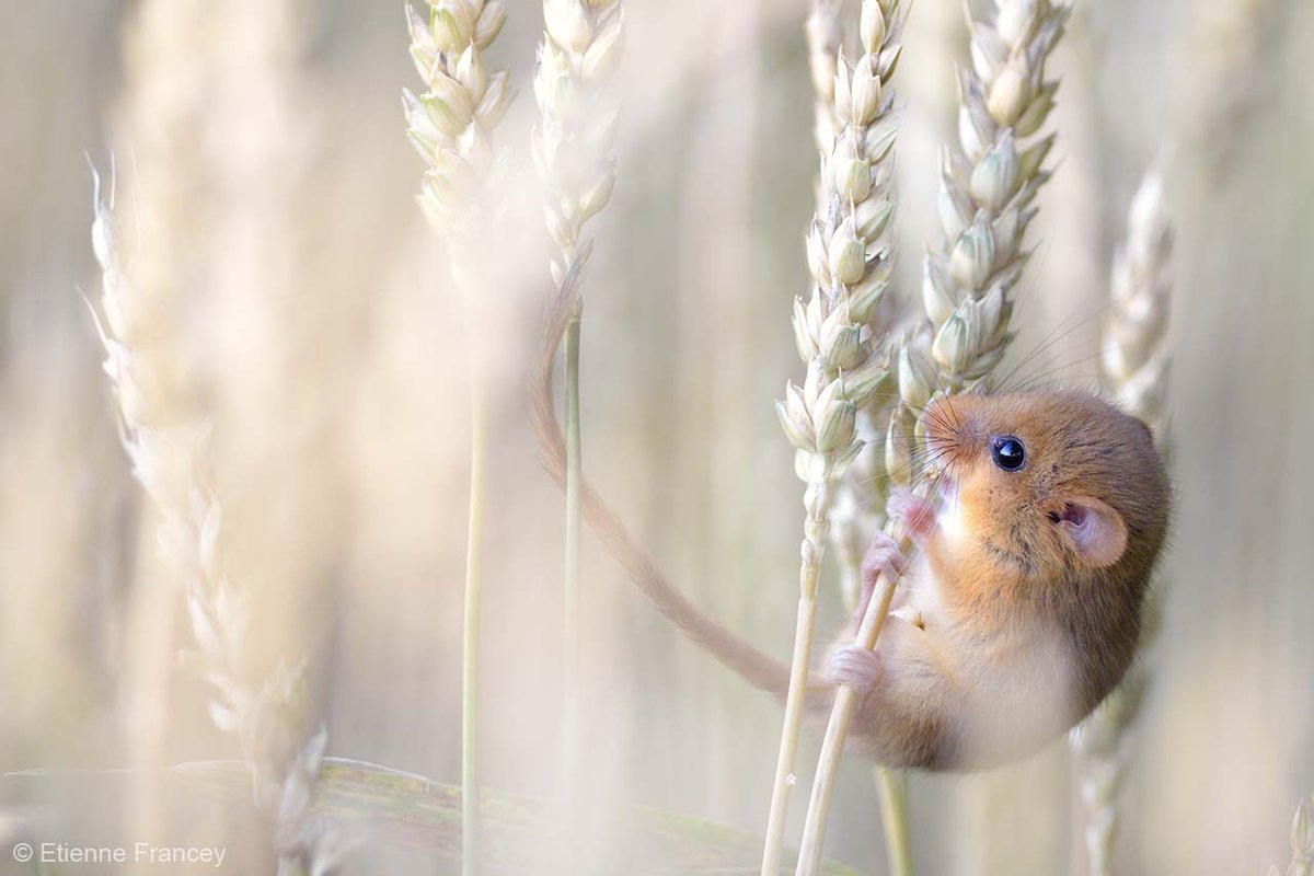 NHM_London's tweet photo. A harvest mouse (Micromys minutus) captured by photographer Etienne Francey clinging to an ear of wheat for #WPY_Spring and #TaxonomyTuesday https://t.co/0WQEDNB7PV