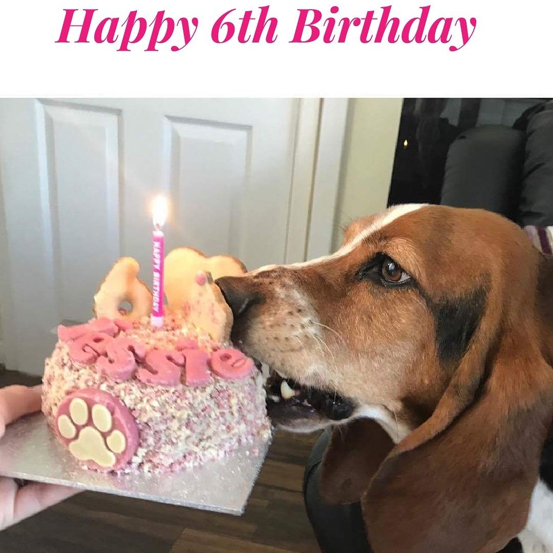 Pawty time!!! Don't forget ya hat's