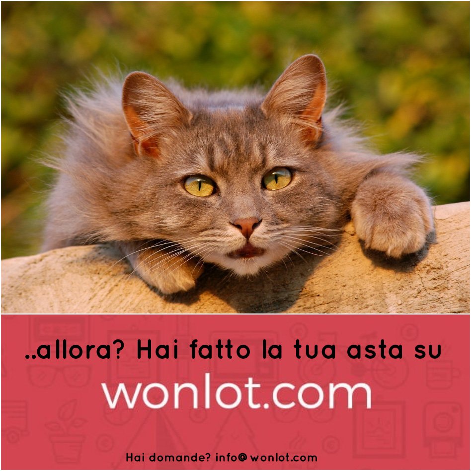 wonlot tweet picture