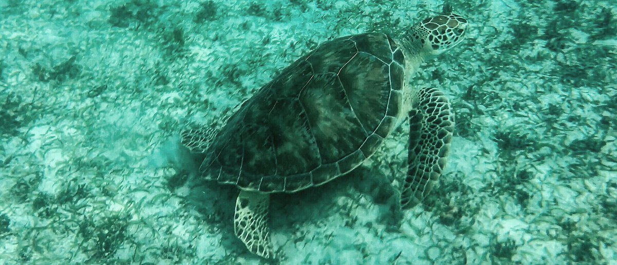 FaeSimz's tweet image. Hey Turtle, It was nice meeting you. I hope to see you again real soon. #MahoBay #SaintJohn #USVI