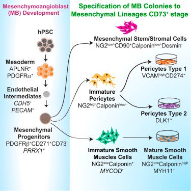 PCBC_NHLBI's tweet photo. Specification and Diversification of Pericytes and Smooth Muscle Cells from Mesenchymoangioblasts https://t.co/8R4iqcLCi4 https://t.co/yGSuszPZyd