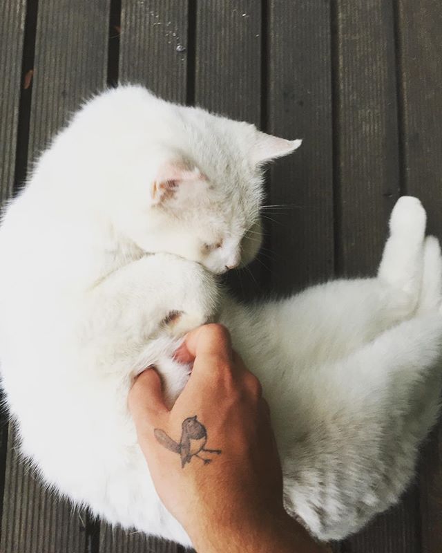 dailyharrisonbr's tweet photo. Como não te amar @GilbertsonReal? Como não amar esse ser tão precioso? 😍 https://t.co/pRehd6zZ3Q