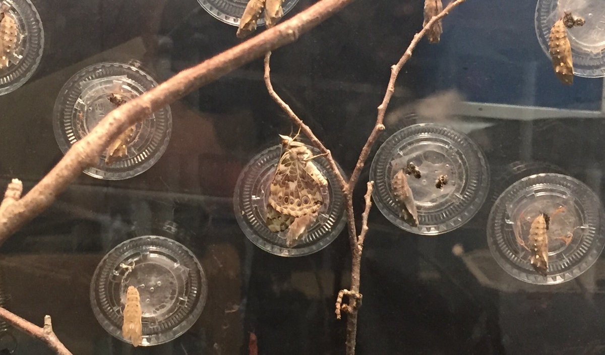 We are Butterfly Parents <a href="/basinviewdrive/">Wokabri</a> !!! 🦋❤️