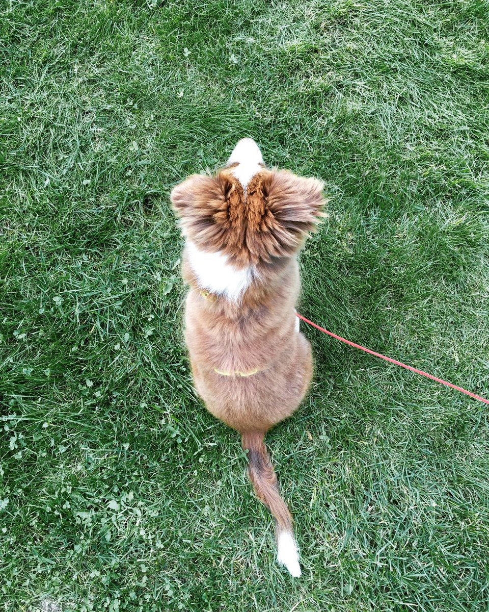 mybringy's tweet photo. Getting ready for a run… 😁
Isn’t Hi-Fi pure beauty? 😍
#Bringy #dog https://t.co/IqzZnk9xvS