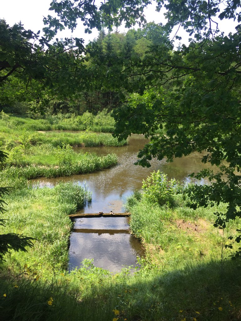 RanasTweets's tweet photo. Bevor es nach Hause geht noch ein wenig #Wald4tel Idylle https://t.co/hkMQREa9GN