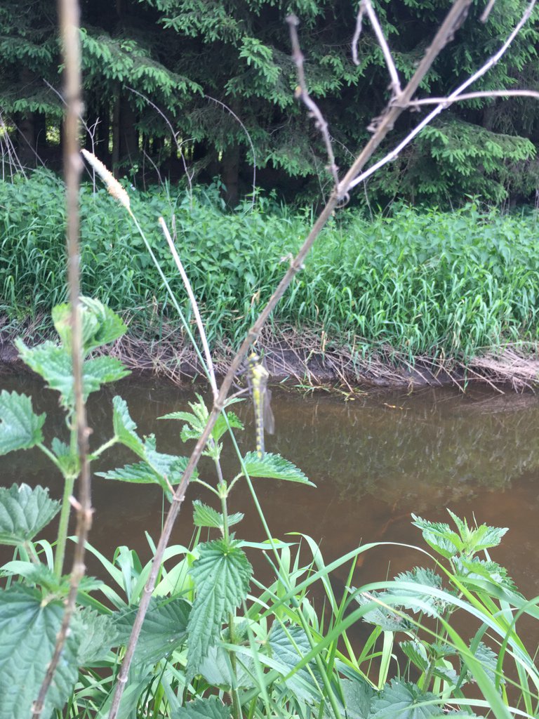 RanasTweets's tweet photo. Bevor es nach Hause geht noch ein wenig #Wald4tel Idylle https://t.co/hkMQREa9GN