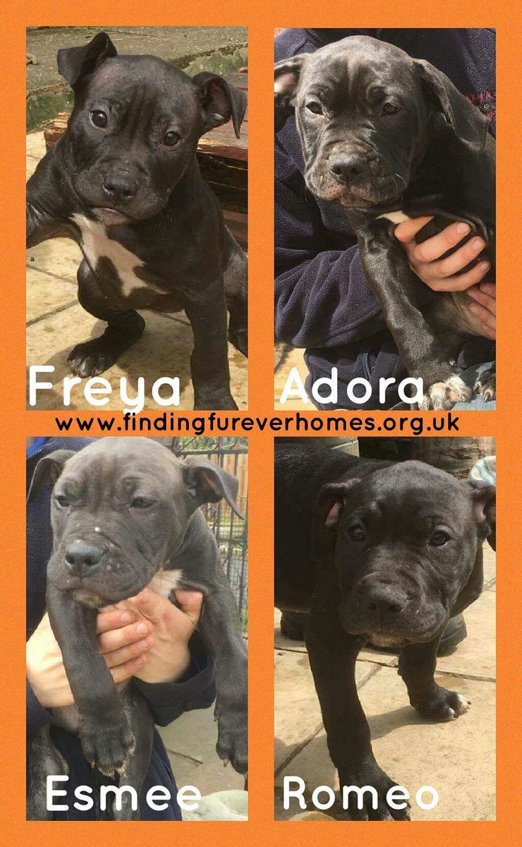 FindingFureverHomes tweet media