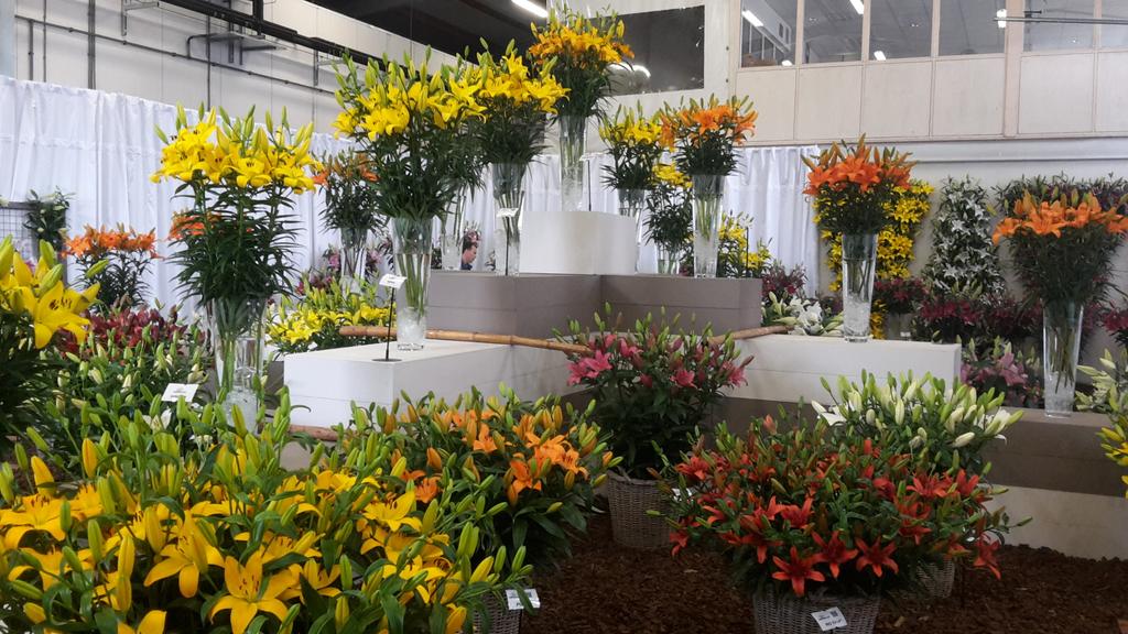 Vandaag al veel bezoek gehad op de eerste dag, benieuwd naar morgen. Hopen op mooi(er) weer! #dutchlilydays #lelies