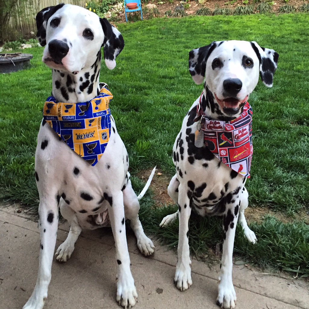 StashaSiers's tweet photo. @TMobile @OfficialMLBShop I always rep my favorite sports teams on my beautiful pups! #STL #thankiversary #MLBshop https://t.co/1noM8ngWc3
