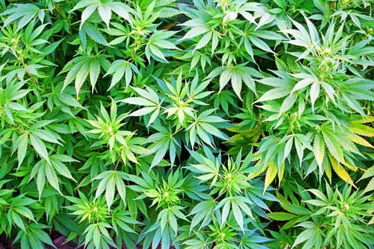 weedfact's tweet photo. Our favorite color!!! https://t.co/uV7QRZ1uXx