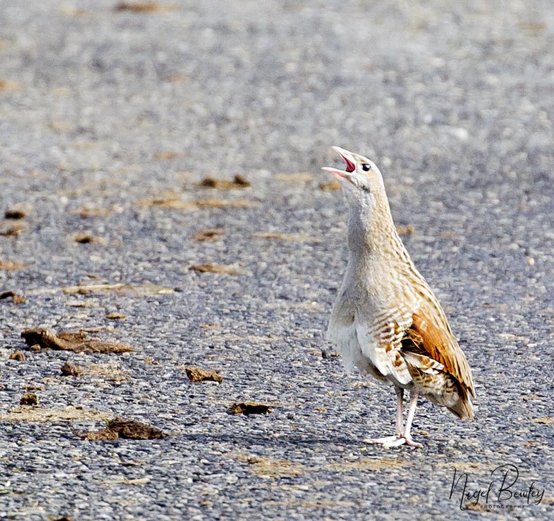 NigelBewley's tweet photo. Q: Why did the corncrake cross the road? A: To get to the other side! RSPB Balranald, North Uist, Outer Hebrides. 21 May 2017. https://t.co/f0VOLYbITm