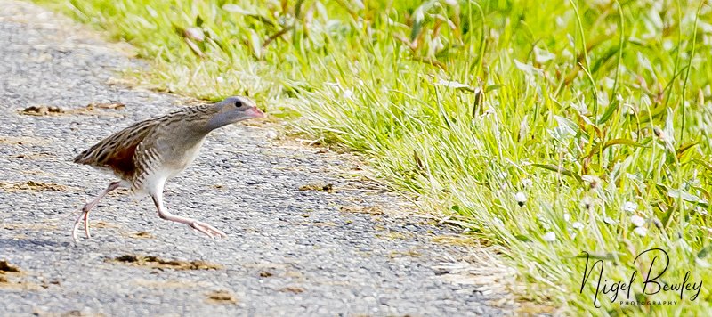 NigelBewley's tweet photo. Q: Why did the corncrake cross the road? A: To get to the other side! RSPB Balranald, North Uist, Outer Hebrides. 21 May 2017. https://t.co/f0VOLYbITm