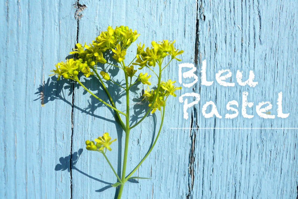 A 14h30, découvrez le pastel et ses vertus cosmétiques ! bit.ly/2rHXoKK #Toulouse #visiteztoulouse