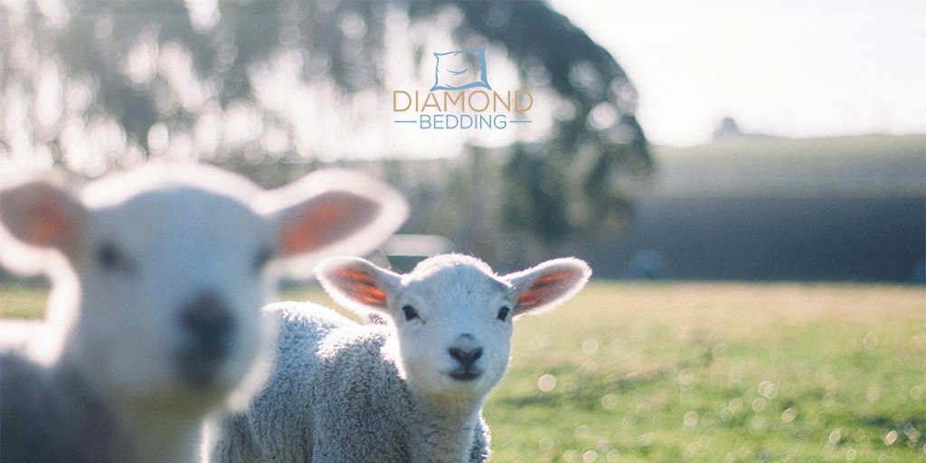 Diamond Bedding tweet media