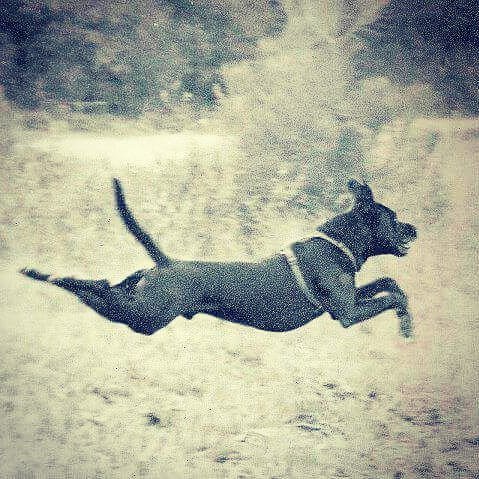 PolitiCanis's tweet photo. #Labrabull In Flight!

#Labrabulls #labrabullsofinstagram #Pitadors #pitadorsofinstagram #labpitmix #pitlab #pitla… https://t.co/z4t4hQ3gmE https://t.co/rX2JO3pwKQ