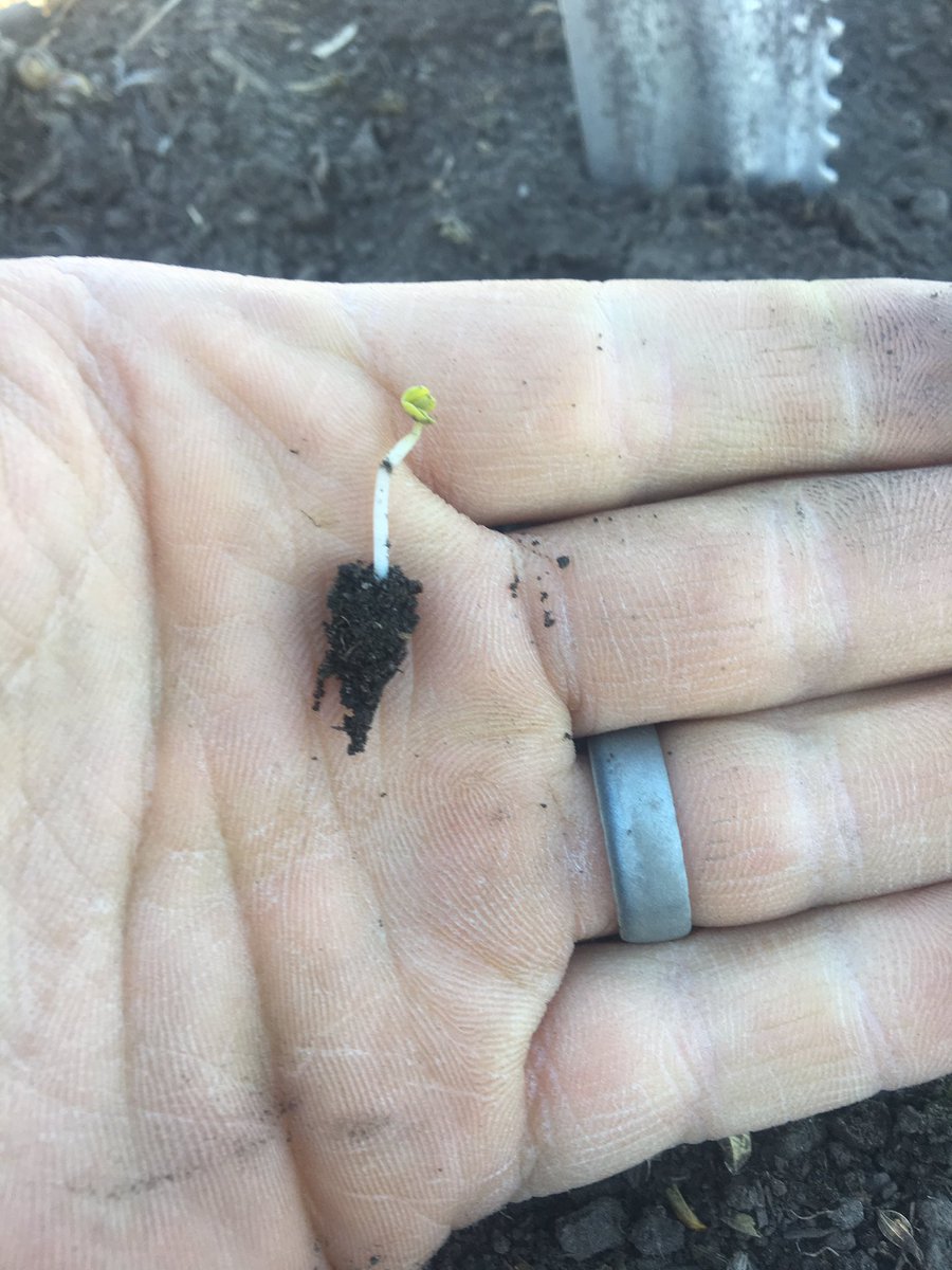 ZippyJans's tweet photo. @Foodgrains @EdbergGP @BrettYoungSeeds canola is up and it's only been 5 days. Big thanks to @gsjogren and Darcy Goossen https://t.co/OrRAGdc9u3
