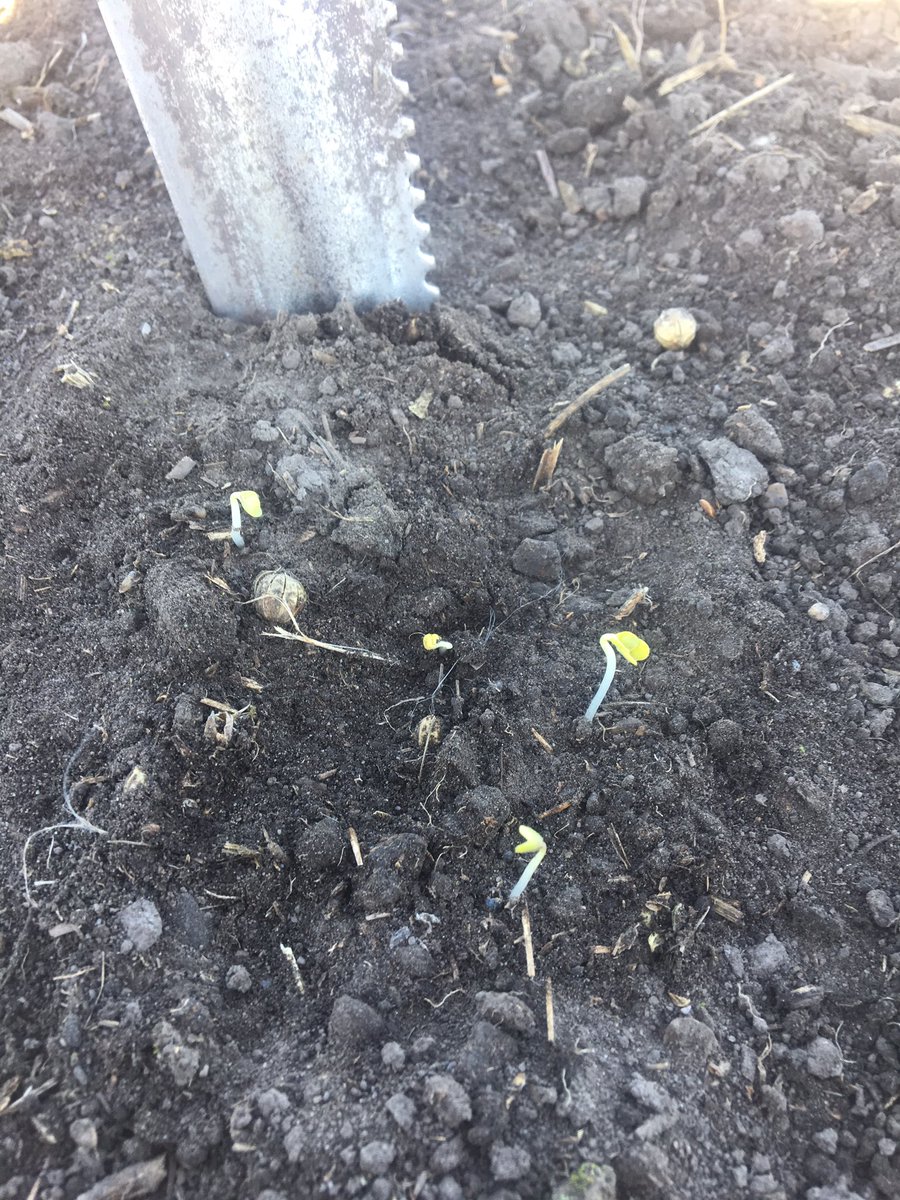 ZippyJans's tweet photo. @Foodgrains @EdbergGP @BrettYoungSeeds canola is up and it's only been 5 days. Big thanks to @gsjogren and Darcy Goossen https://t.co/OrRAGdc9u3