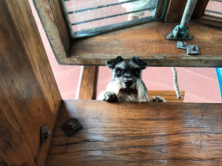 Square Sail tweet media