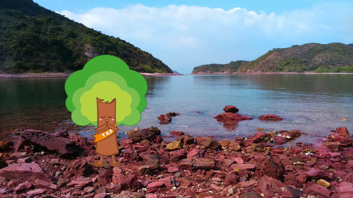 TapCE3's tweet photo. #hongkong 's nature. 
Location: Hung Shek Mun

#nature #Tree #conservation #education https://t.co/h6EB8OtOJh