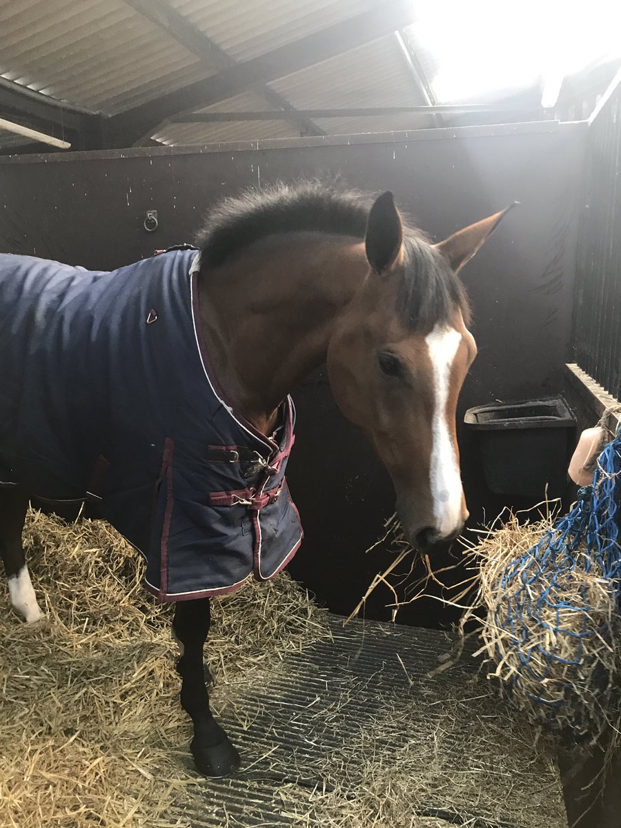 Thankyou <a href="/tmhaylage/">Taylor Made Forage</a> we have very happy horses munching away ! Top quality haylage &amp; great service #highlyrecommended