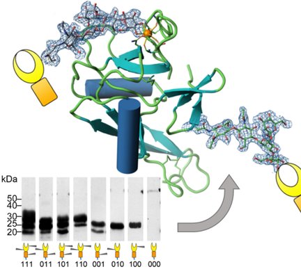 ChemBioChem's tweet image. Crystal structure of the #lectin and EGF-like domains of human L-selectin (Wedepohl) @ChariteBerlin doi.wiley.com/10.1002/cbic.2…