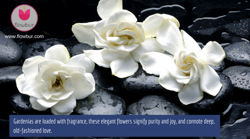flowbur's tweet photo. Gardenias are loaded with fragrance; signify purity and joy.
#oldfashioned #love #flowers #insta #romance #1800flowers #proflowers #flowbur https://t.co/as9XfoLrY9