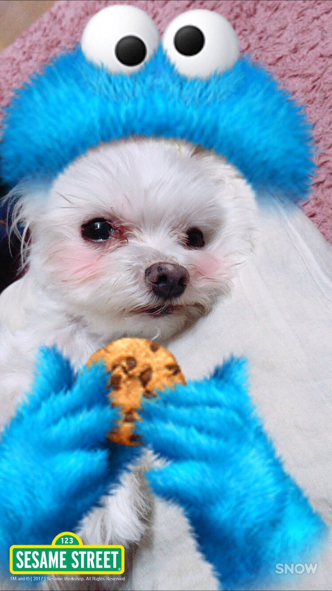 Neri Auf Twitter エルモ クッキーモンスター バンビさんsnowしてみましたよ 今日のバンビ マルチーズ部 Maltese Dog 犬 バンビわんこ Inu Snow スノウ