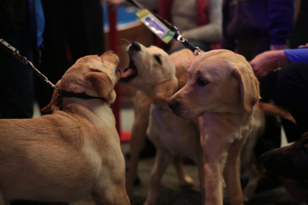 🐾 Experience <a href="/guidedogs/">Guide Dogs</a> Puppy Demos (11am &amp; 2pm) &amp; Blindfolded Walks (12noon &amp; 3pm) on Sat 10 June @ #MeettheExpert 🐕dundeesciencecentre.org.uk/local/events/e…