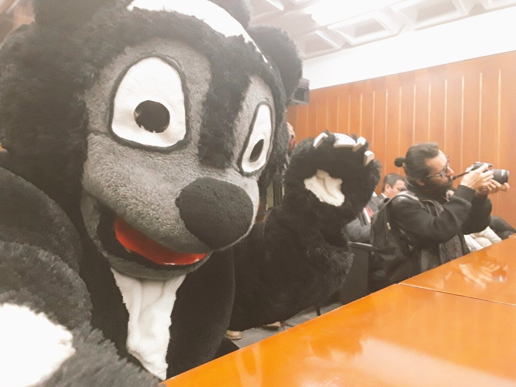 PlataformaALTO's tweet photo. #candioso nos acompaña en el debate de control político por el oso de anteojos.
Comisión V del senado.
#Soyguardiándeloso https://t.co/x9hebPE276