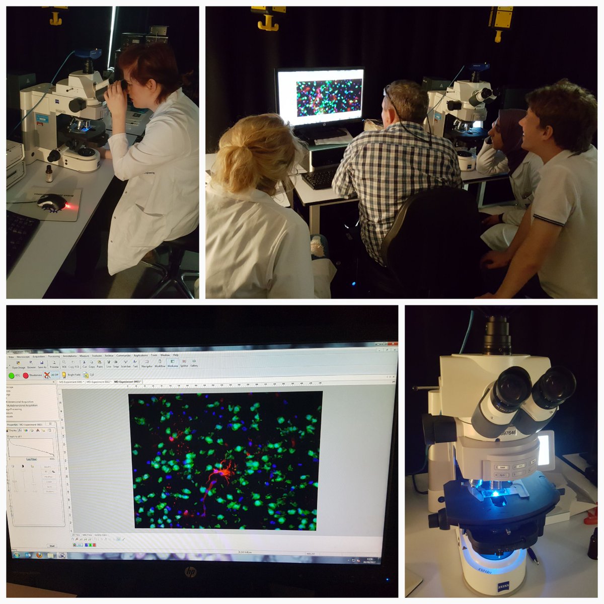 Highlights from Neuroscience Skills Workshop Day 2 ✅Fluorescent staining finished ✅Started IHC staining TBC @MMUEngage #MMU_SciEngAward