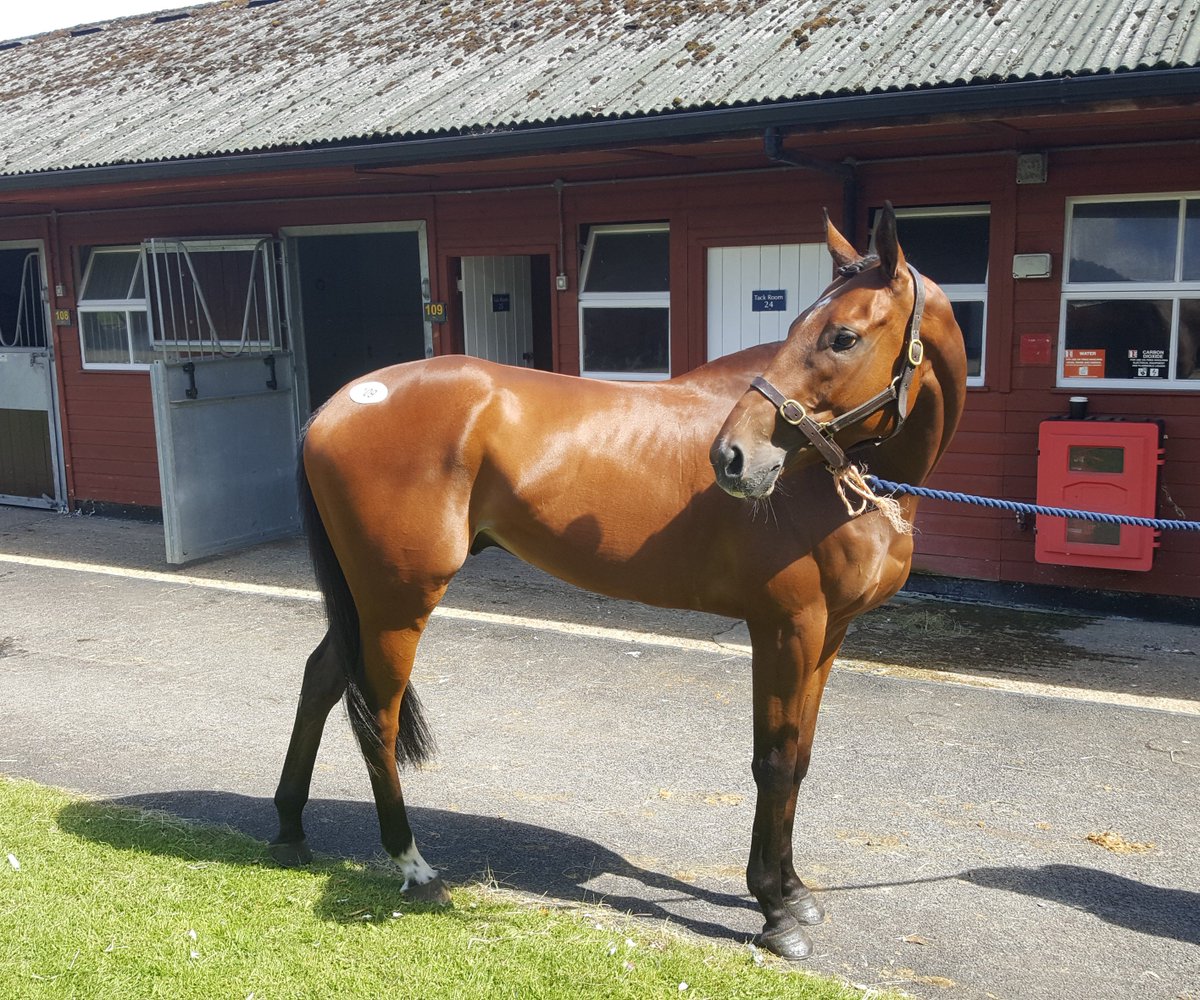 CarolineFryer2's tweet photo. Check out our newest addition The Blue Bomber. Exciting prospect. Shares available. Dont miss out! #thebluebomber #carolinefryerracing https://t.co/7DAQMp6PkO