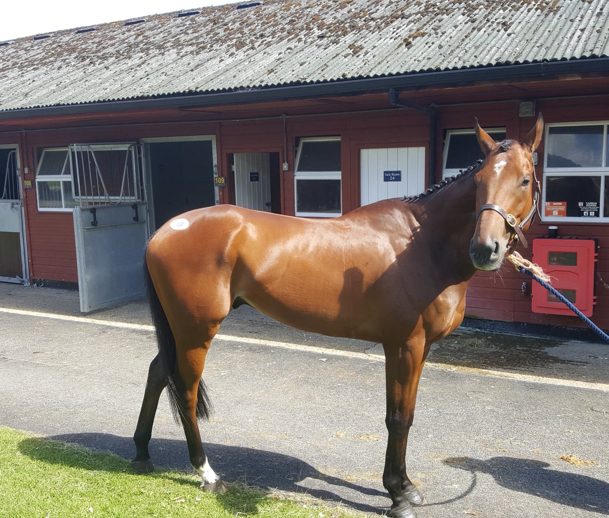 CarolineFryer2's tweet photo. Check out our newest addition The Blue Bomber. Exciting prospect. Shares available. Dont miss out! #thebluebomber #carolinefryerracing https://t.co/7DAQMp6PkO