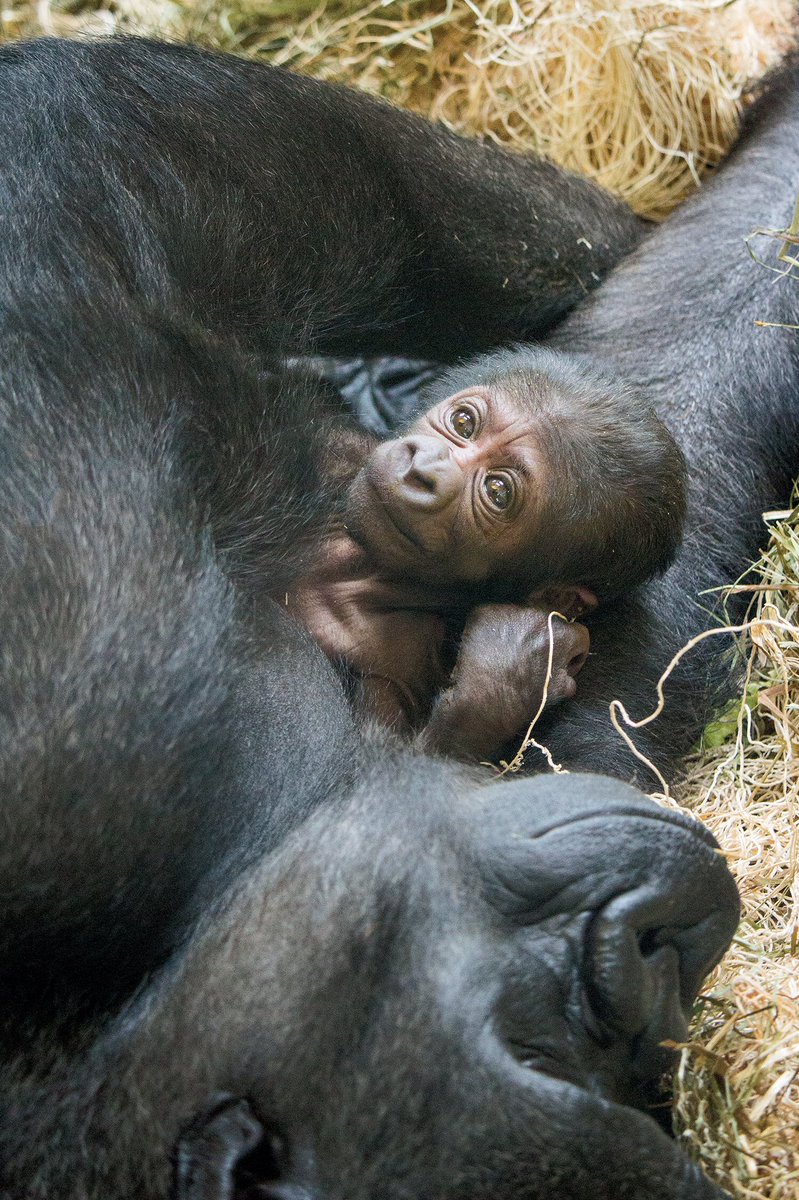 Jefferson Health (@tjuhospital) on Twitter photo .<a href="/Phillyzoo/">Philly Zoo</a> welcomed a western lowland gorilla baby. Learn how Jefferson’s Dr. McCurdy assisted zoo vets w delivery! bit.ly/pzgorillababy .<a href="/Phillyzoo/">Philly Zoo</a> welcomed a western lowland gorilla baby. Learn how Jefferson’s Dr. McCurdy assisted zoo vets w delivery! bit.ly/pzgorillababy