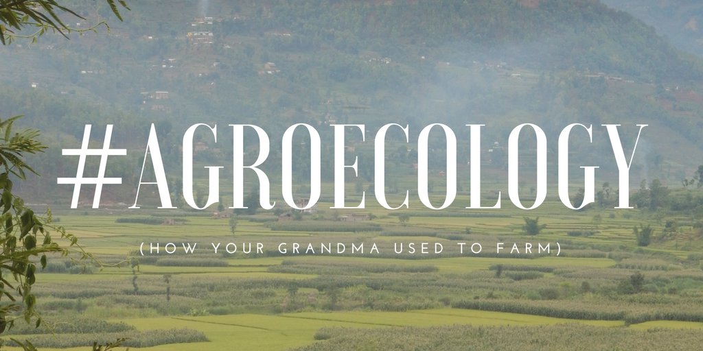GroundswellInt's tweet photo. Some perceptive musings from one of our followers: #agroecology #farmerknowledge #FertileGround https://t.co/JYlWopkzwV