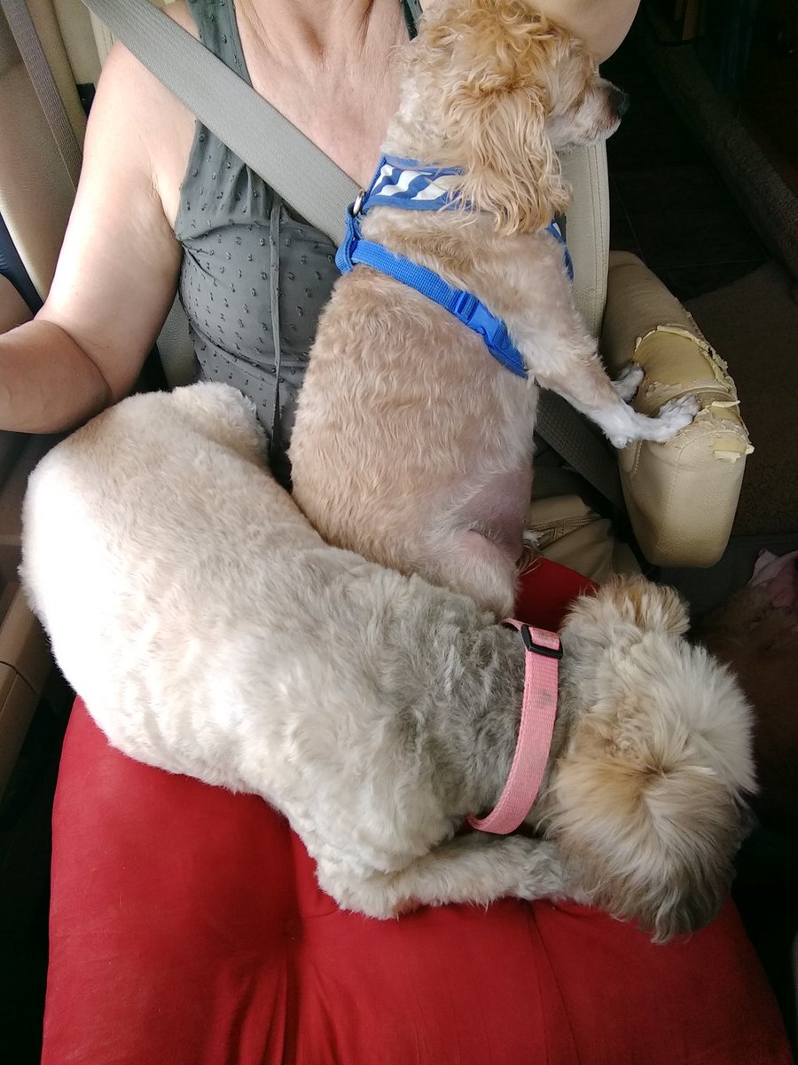 DianeRving's tweet image. My lap when traveling. #notcomfortable #rvlife #fulltimerver #escapees
