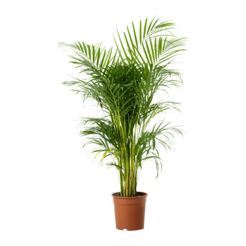 12y2's tweet photo. #SegmentoVerde Recomendaciones de @Ecopaolatineo para filtrar los interiores: #Arecas #Orquideas. https://t.co/4YK0PWzthp