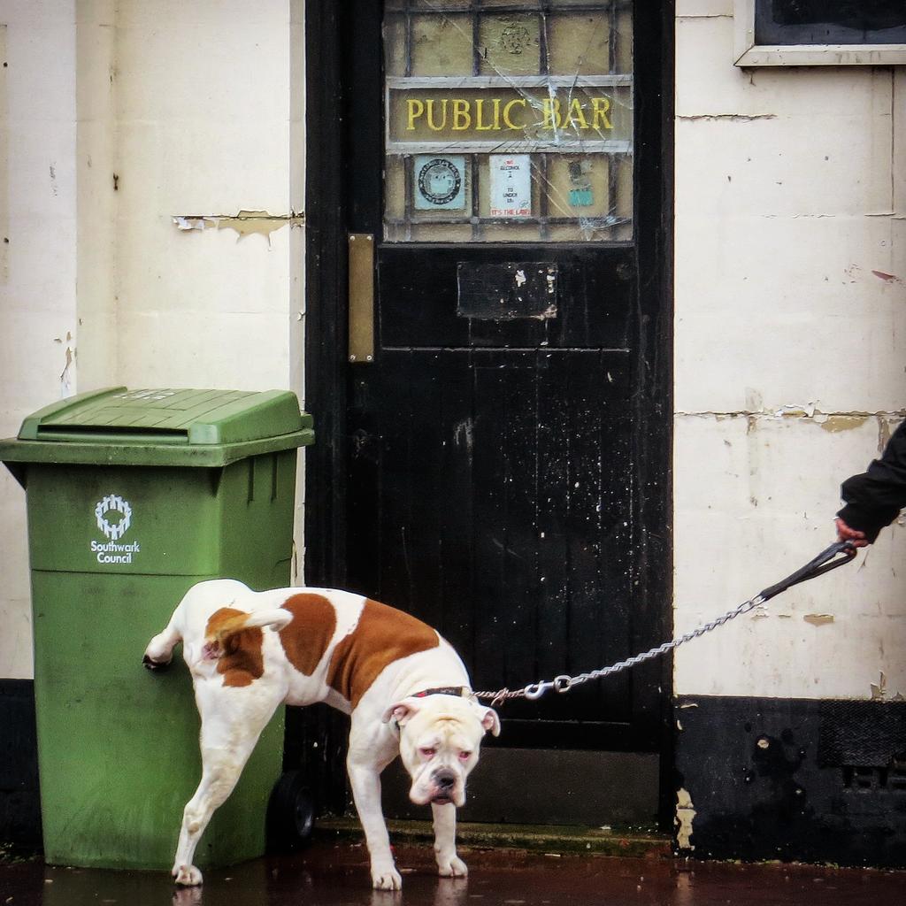 A dog relieves himself on a Southwark Council bin outside the defunct Albion pub in Rotherhithe
#se16 #deadpub