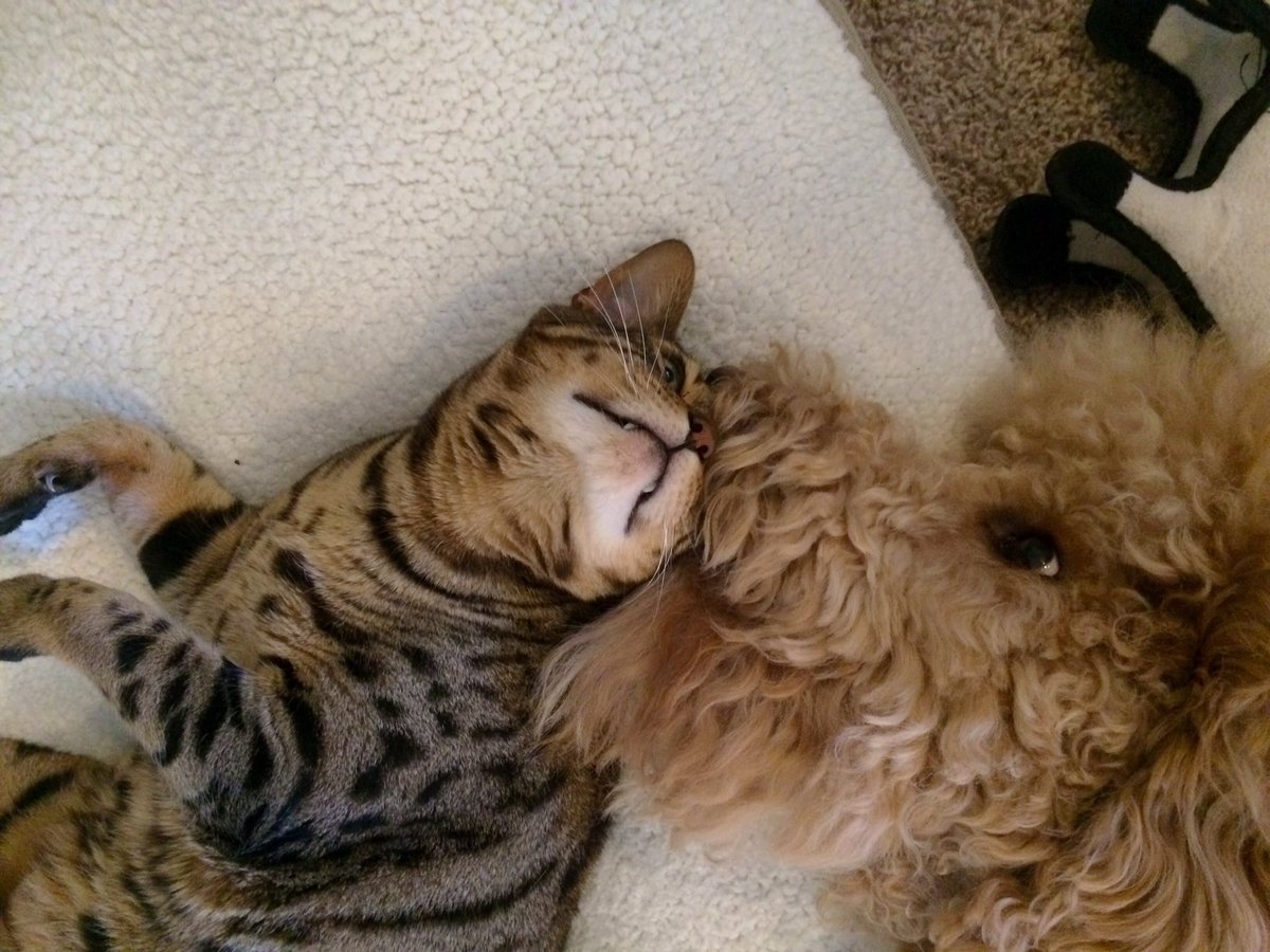cheetohcat's tweet photo. Gross dog kisses! #dogbrother https://t.co/DwOJQfSASN