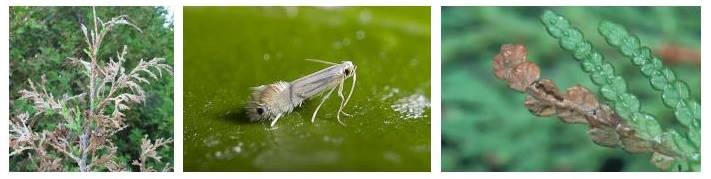 Tree_Care's tweet image. SOMETHING BUGGING YOUR TREES? What are you seeing? My Cedar hedge has brown tips all over it. Cedar Leaf Miner. fourseasonstreecare.com/tree-care-serv…