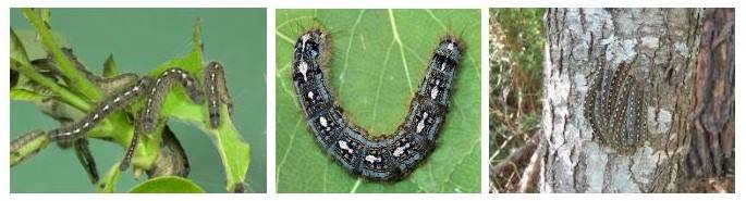 Tree_Care's tweet image. CATERPILLARS ALL OVER YOUR TREES? Caterpillars are the larval stage of several different insects. First, you must identify the caterpillar.
