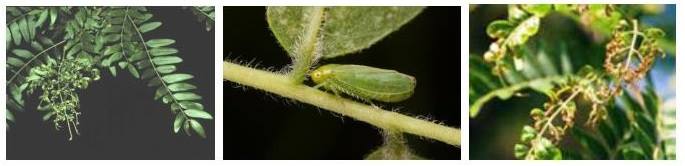 Tree_Care's tweet image. SOMETHING BUGGING YOUR TREES? There are little green bugs all over. Honey Locust Plant Bugs and Leaf Hoppers. fourseasonstreecare.com/tree-care-serv…