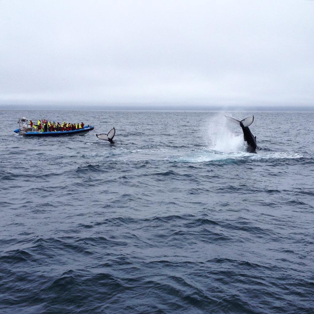 roscopackman's tweet photo. My @northsailing whale-watching photo has made @workingabroad's Top 20! Please RT &amp; give it a like here; https://t.co/QmCCUGevag #Iceland https://t.co/LGAijFEGlv
