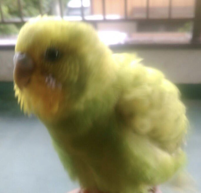 ASinjitsuno's tweet photo. ＃拡散希望
#インコ迷子
知人のインコちゃんが迷子になりました。
日時
今月6月4日 日曜 朝9時半頃
場所
埼玉県白岡市
特徴
６ヶ月の黄緑色の女の子
大人しくほとんど鳴かない
鏡好き
目が大きめ
見つけた方はこちらにご連絡下さい。
知人の連絡先をお教え致します https://t.co/N4n4j885j0